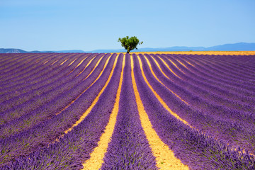Naklejka na ściany i meble Lavender and lonely tree uphill. Provence, France