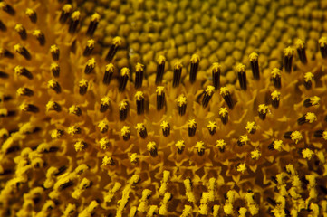 Sunflower stamen and pistil
