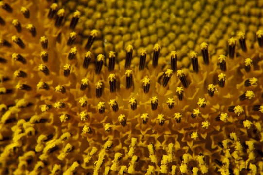 Fototapeta Sunflower stamen and pistil