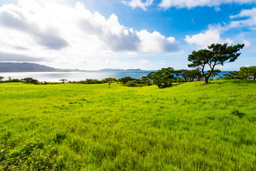 Grassland, green, landscape. Okinawa, Japan, Asia.