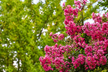 サルスベリの花