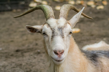 Fototapeta premium Goat at a farm