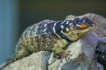 Lizzard resting on a rock