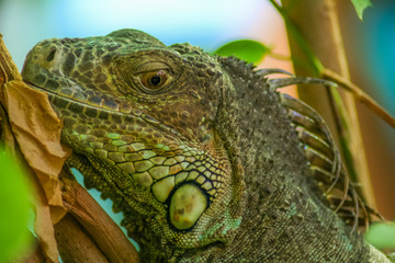 Obraz premium Lizzard resting on a tree