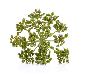 fresh dill seeds on white background