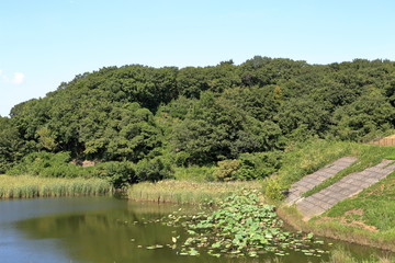 郊外型大規模公園の調整池の風景