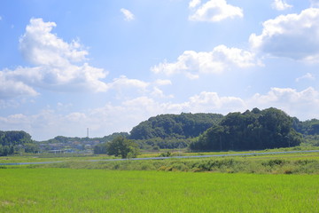 稲刈り後の田んぼ