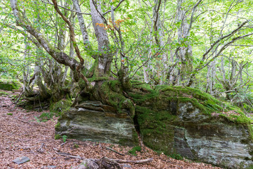 Valle de Tor&aacute;n