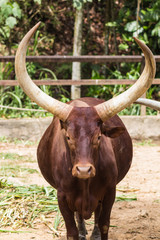 portrait of an African bull