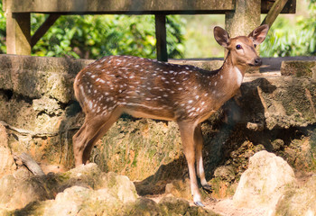 young sika deer