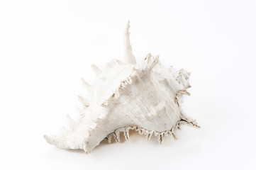 sea shell on white background