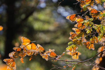 Monarch Butterflies on tree branch in Michoacan, Mexico