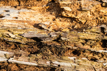 Old bark detail