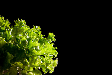 Fresh green lettuce salad fragment on black background © ansyvan