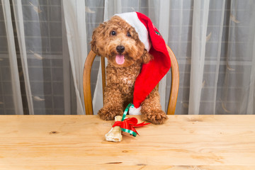 Concept of excited dog on Santa hat with Christmas gift  on table