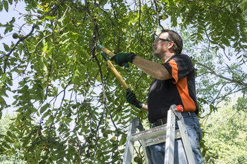 Trimming Limbf Off A Tree