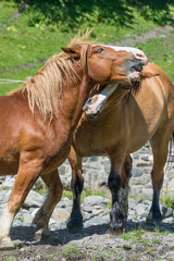 Fototapeta premium Caballos jugando en Artiga de Lin