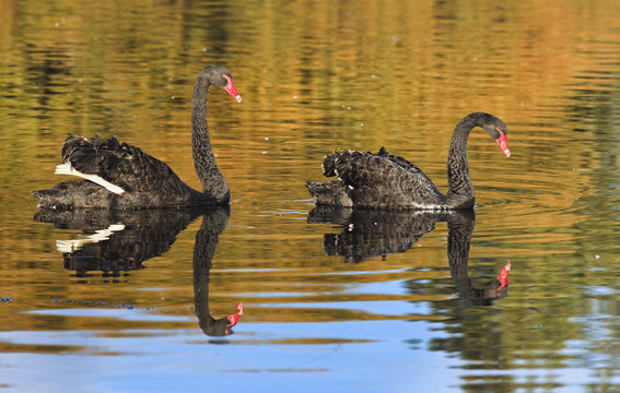 Swans Black 2 Side