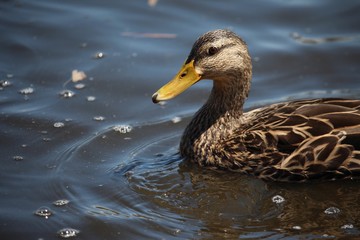 Fototapeta premium Quack 2