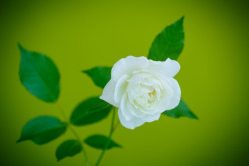 white beautiful rose