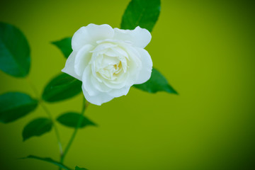 white beautiful rose