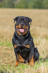Fototapeta premium Rottweiler