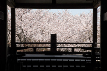 Fototapeta premium 桜