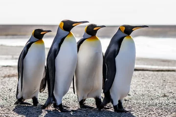 Zelfklevend Fotobehang Pinguïn Four King Penguins (Aptenodytes patagonicus) standing together o