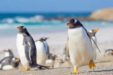 Papier Peint photo autocollant Pingouin Manchots papous, Volunteer Point, îles Falkland.