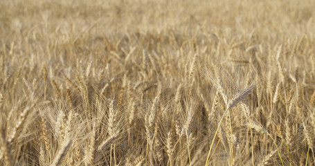 wheat field in august before harvest slow motion