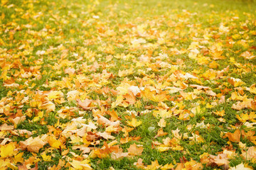 bright autumn maple leaves on grass
