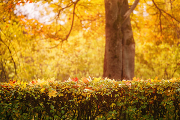 bright autumn maple leaves on bush