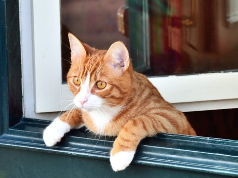 どらねこ の画像 140 件の Stock 写真 ベクターおよびビデオ Adobe Stock