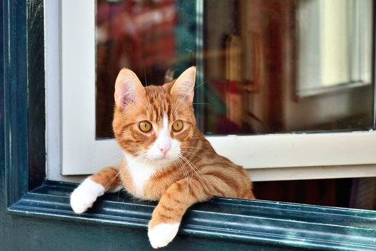 どらねこ」の写真素材 | 150件の無料イラスト画像 | Adobe Stock