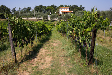 Fototapeta na wymiar italian vineyard in Tuscany