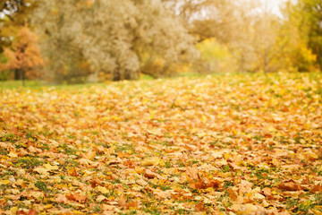 bright autumn maple leaves on grass