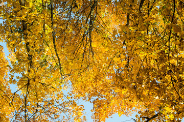Maple tree in autumn