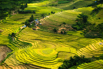 Rice fields on terraced of Mu Cang Chai, YenBai, Vietnam. Rice fields prepare the harvest at Northwest Vietnam.