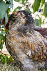 Colorful chicken on a poultry farm