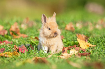 Little rabbit sitting on the lawn with fallen leaves