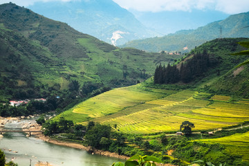 Fototapeta premium Rice fields on terraced of Mu Cang Chai, YenBai, Vietnam. Rice fields prepare the harvest at Northwest Vietnam.