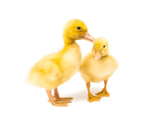 little yellow ducklings