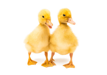 little yellow ducklings