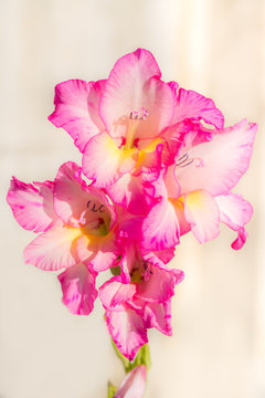 pink lily on a bright background