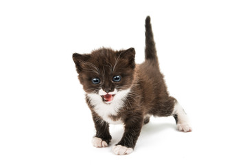 little cute kitten
