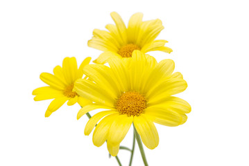 yellow chrysanthemum