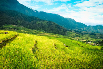 Obraz premium Rice fields on terraced of Mu Cang Chai, YenBai, Vietnam. Rice fields prepare the harvest at Northwest Vietnam.