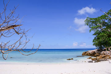 blue sky with beach sea and brance - vintage film filter