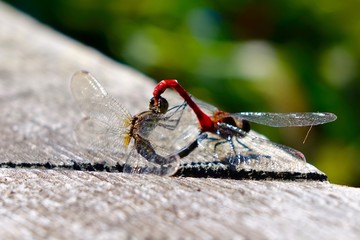 赤とんぼの交尾 © arscrowd