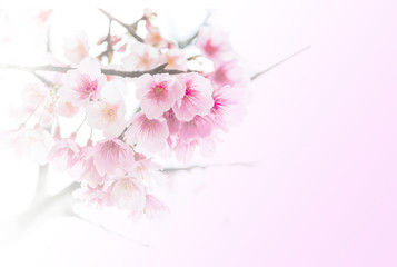Sakura ( Cherry Blossom)